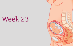 Thai 23 tuần nặng bao nhiêu là chuẩn? Mẹ bầu cần lưu ý gì trong giai đoạn này?