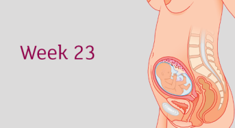 Thai 23 tuần nặng bao nhiêu là chuẩn? Mẹ bầu cần lưu ý gì trong giai đoạn này?